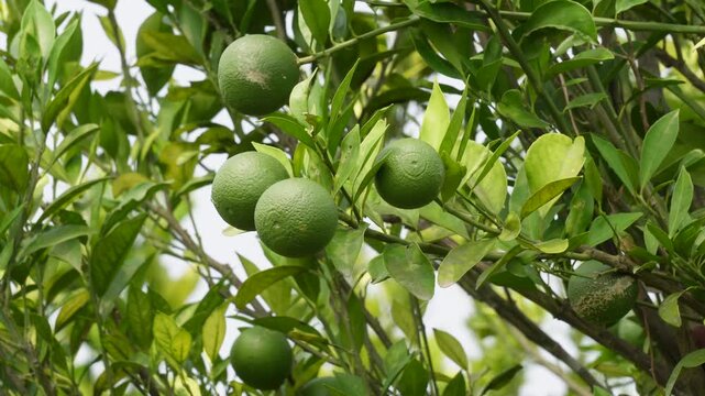 Green citrus fruits growing fresh on branch