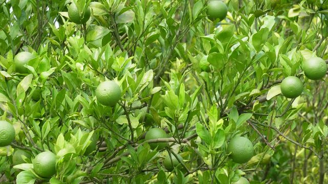 Mosambi sweet lime growing fresh