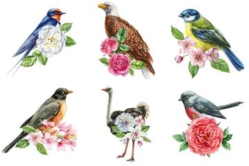 Watercolor floral bird clipart set with swallow eagle blue tit robin ostrich and small songbird illustrations © Hanna