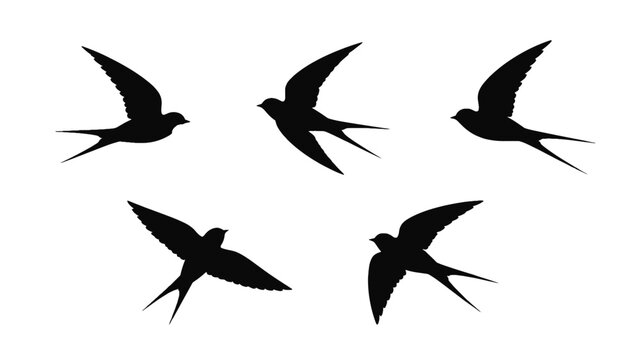 Swallow bird silhouettes in flight isolated on white background