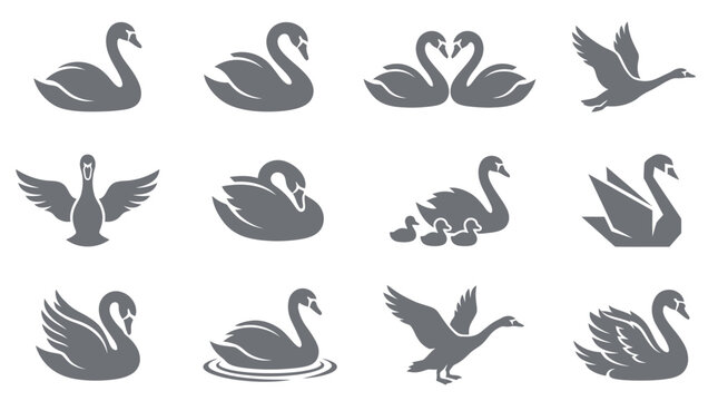 Illustration of various swans and goose in different poses and actions on white background