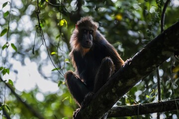 Naklejka premium Majestic Baboon Sitting on a Branch