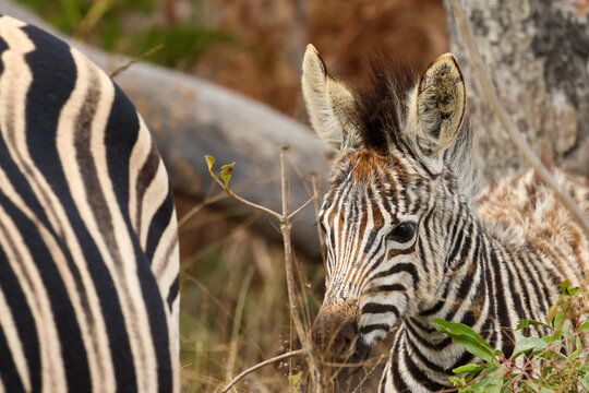 View of a young zebra foal standing beside its mother in the tall grass at Welgevonden Game Reserve in Waterberg District Municipality, Limpopo, South Africa.
