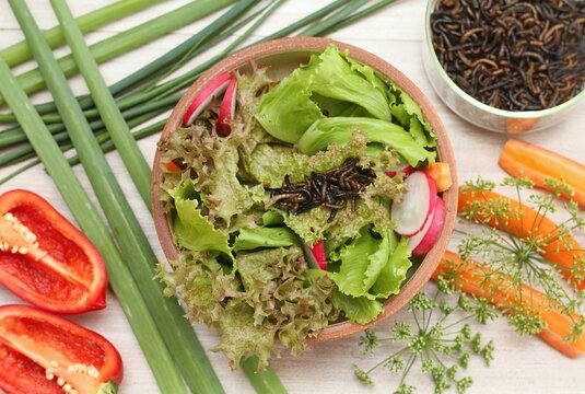 Edible mealworms lat. Tenebrio molitor and mixed fresh lettuce served in the bowl on stone table, flat lay. Salad enriched with mealworms for higher nutritional value and nutty flavor.