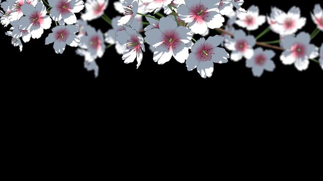 White cherry blossom on transparent background