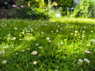 Ein Rasen im Garten voller Gänseblümchen Klee und Löwenzahn, im Hintergrund durch eine grüne Hecke begrenzt. Soll der Rasen bei Sonne gemäht werden? © Tanja Esser