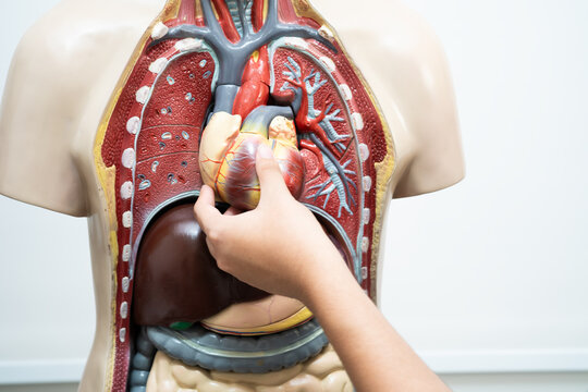 Student teenage learning anatomy biology with human body model in classroom at high school.