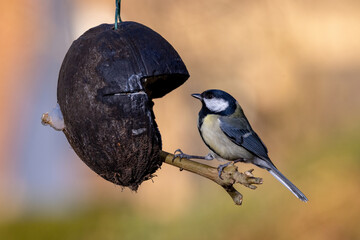 Kohlmeise (parus major) © Rolf Müller