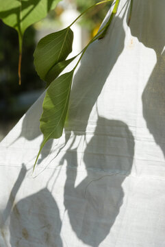 Bo tree leaves and their shadow cast on white cloth at a sacred site in Jaffna, northern Sri Lanka