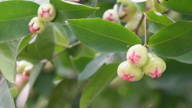 Java apple fruit growing in clusters