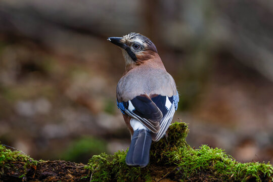 Eichelh&auml;her (Garrulus glandarius)