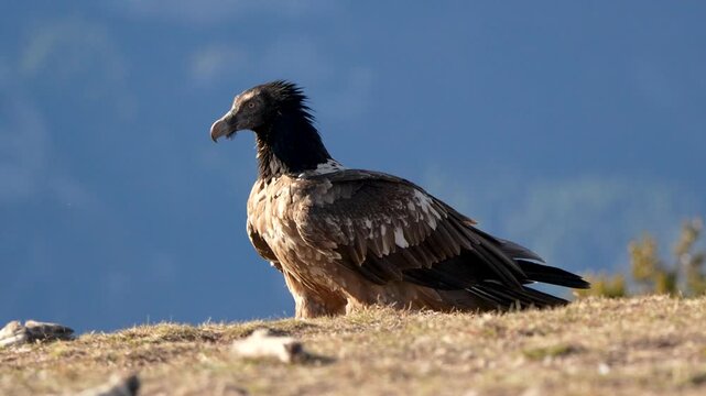 Wild Bearded Vulture (Gypaetus barbatus) picking up a bone on a mountain ridge