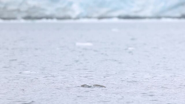 Slow motion handheld, Antarctic tern hunting and fishing above polar waters in Antarctica, showcasing seabird behaviour and remote marine wildlife