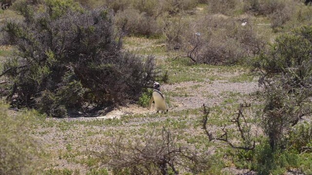 Magellanic penguin walks on arid coastal terrain with sparse vegetation in Patagonia, Trelew Argentina