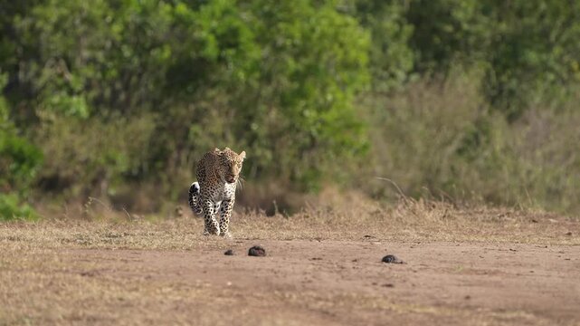 Cinematic Slow Motion Footage of an African Leopard Exploring the Open Wilderness