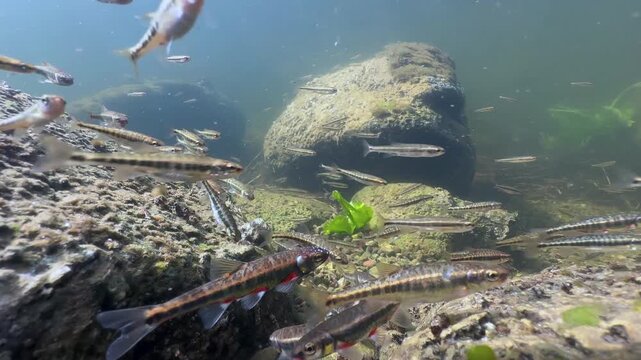 Eurasian minnows (Phoxinus phoxinus) swim in a loose school above a rocky stream bottom with algae and plants, useful for freshwater ecology or aquatic habitat content. Estonia.