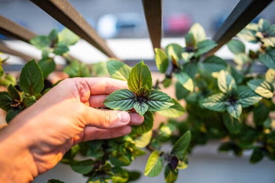 Thai Basil in pots on french balcony, hand touching and checking young leaves, closeup. Cultivation homegrown aroma spicy herbs, indoor farming and gardening, top view. Green hobby concept. 
