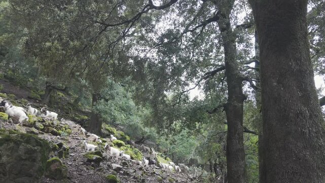 Forest hillside with mossy rocks and tall trees in rugged Gorropu Canyon terrain, herd of goats navigate steep terrain