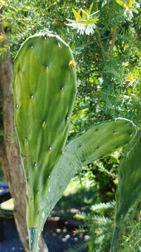 Close Up of Green Prickly Pear Cactus with Natural Bokeh Background