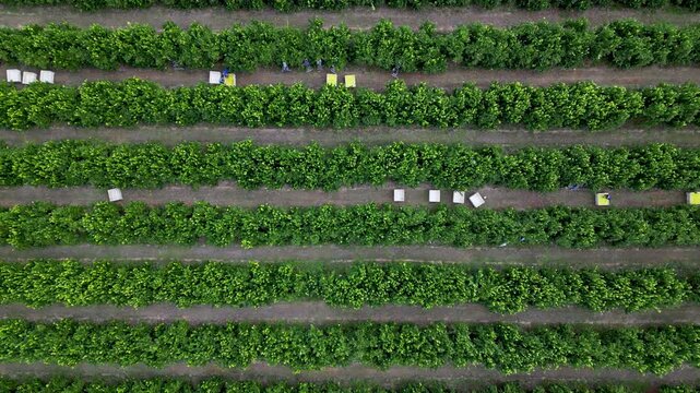 Long bands of dense lemon trees alternate with dirt walkways as harvest crews and yellow boxes form a repeating pattern at dusk.