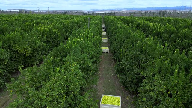 Harvest crates filled with citrus fruit line a dirt track between dense orchard rows as a drone glides forward above the plantation.