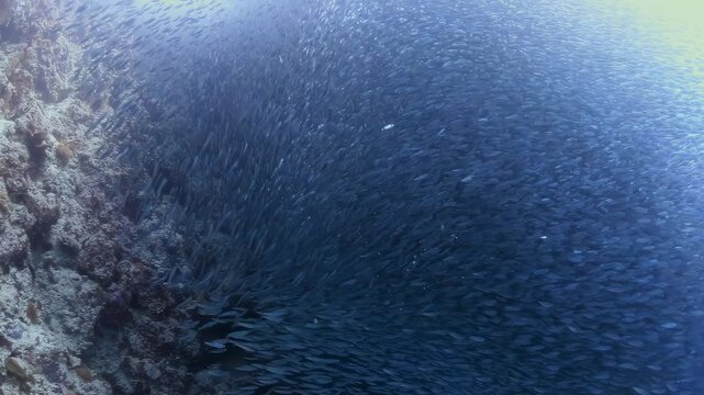 Massive Sardine School Swirls in a Dynamic Bait Ball Against Coral Reef in Clear Blue Tropical Water with Dappled Light
