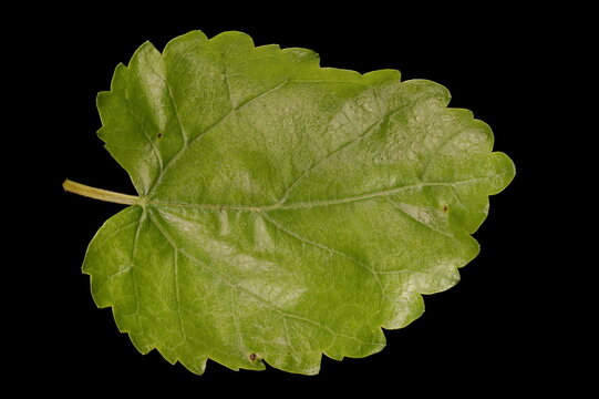 White Mulberry (Morus alba). Leaf Closeup