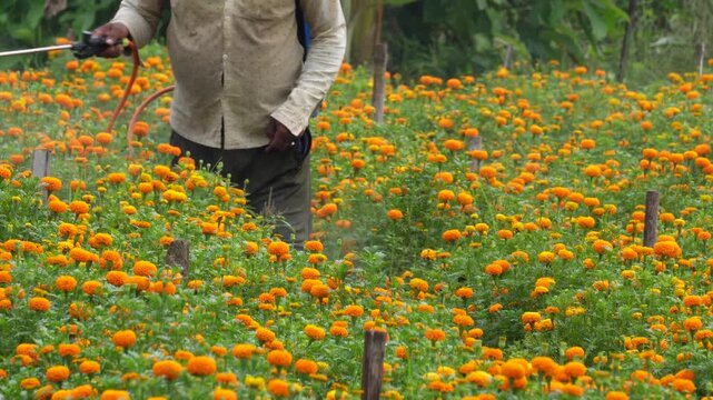 Farmer spraying pesticide on marigold flowers