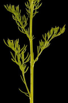 Scented Mayweed (Matricaria chamomilla). Stem Detail Closeup