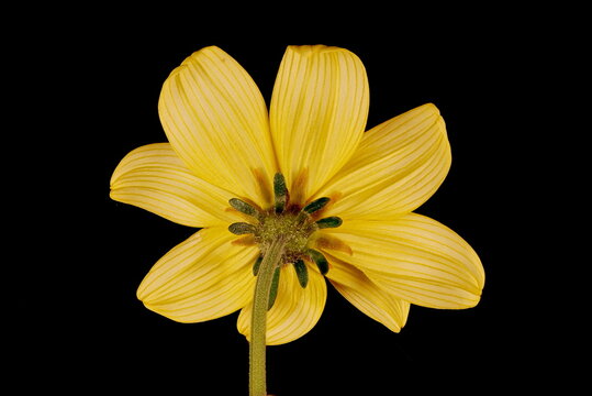 Arizona Beggarticks (Bidens aurea). Flowering Capitulum Closeup