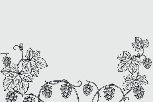 Hand drawn botanical border featuring hop branches with ripe green cones and leaves on light grey.