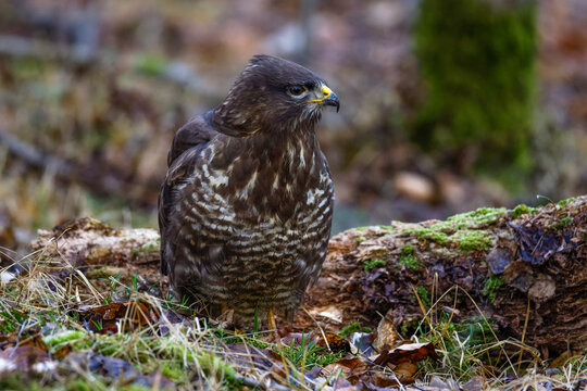 M&auml;usebussard (Buteo buteo)