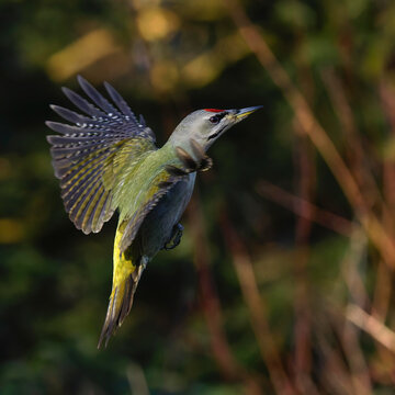 Grauspecht (Picus canus) M&auml;nnchen