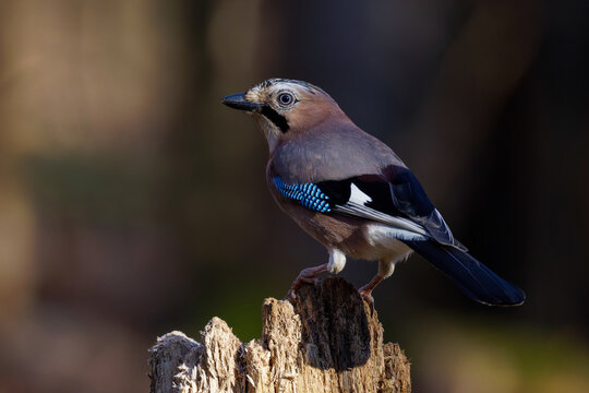 Eichelh&auml;her (Garrulus glandarius)