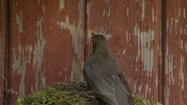 Female blackbird arrives at a moss nest attached to a weathered wooden wall, settles into the nest and remains seated for several seconds.