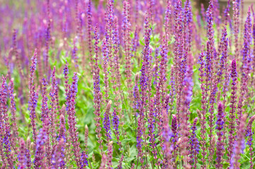Obraz premium Field of vibrant purple salvia flowers blooming in soft focus during summer