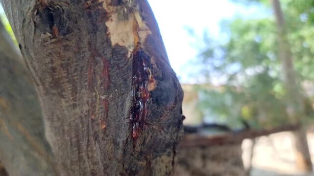 A close-up footage of apricot gum. A man holds in his hand a lot of gum from a wounded tree branch. Gum is used in all medicines. The sap that dries up from the trunk of the tree becomes hard. 4k