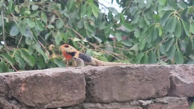 Wild lizard on wall. Agama Lizard resting on tree trunks. Different forms of the same chameleon. Animal chameleon panther lizard. Colorful beautiful on branch. 4K Footage.