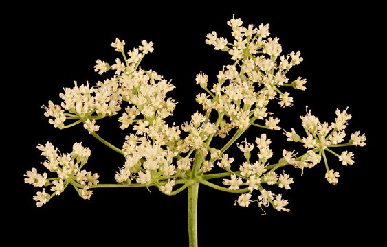 Anise (Pimpinella anisum). Umbel Closeup