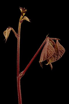 Hyacinth Bean (Lablab purpureus). Shoot Closeup