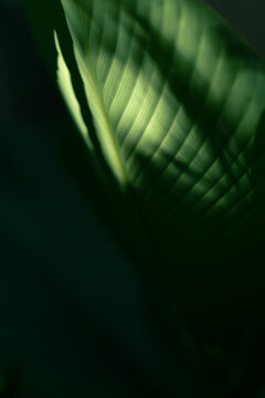 Dark green nature background, Tropical foliage and dramatic shadow play.