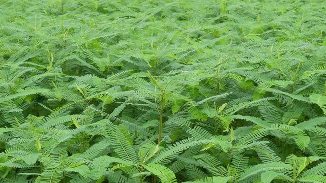 Dhaincha plants growing healthy for green manure