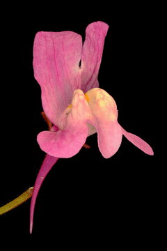 Moroccan Toadflax (Linaria maroccana). Flower Closeup