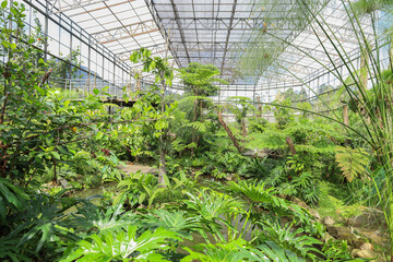 Large Greenhouse Structure Protects Dense Tropical Garden Featuring Rocky Stream © Queenmoonlite Studio