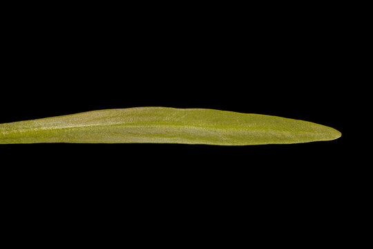 Moroccan Toadflax (Linaria maroccana). Leaf Closeup