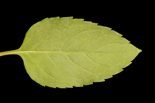 Peppermint (Mentha x piperita). Leaf Closeup