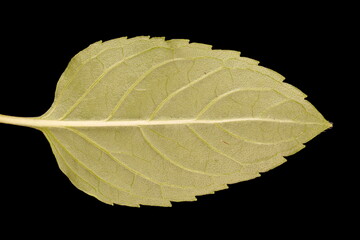 Peppermint (Mentha x piperita). Leaf Closeup © Valery Prokhozhy