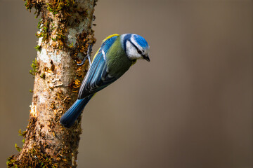 Eurasian Blue Tit (Cyanistes caeruleus) perched on a mossy tree trunk © Jhony