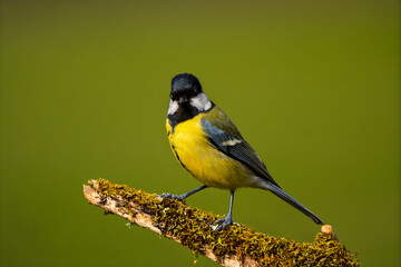 Great Tit (Parus major) perched on a mossy branch © Jhony
