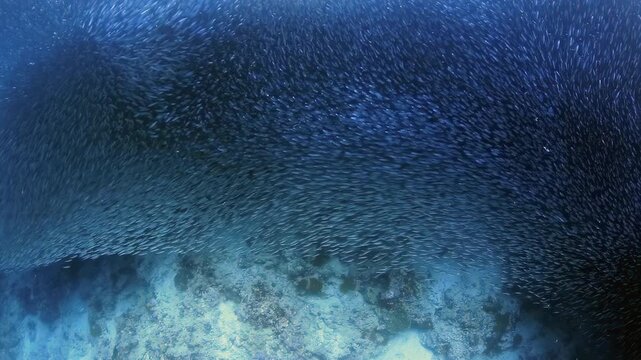 Vibrant Underwater Scene with Massive Sardine School Swirling Near Coral Reef in Clear Blue Ocean Water, Vertical Video